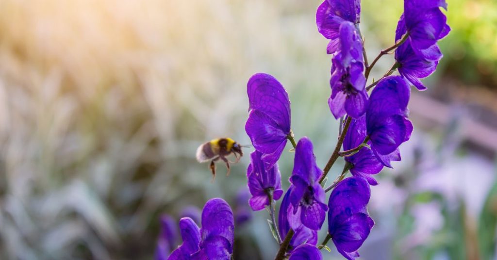 Aconite