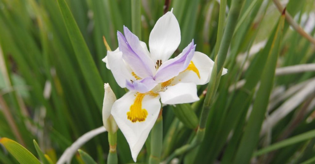 African Iris