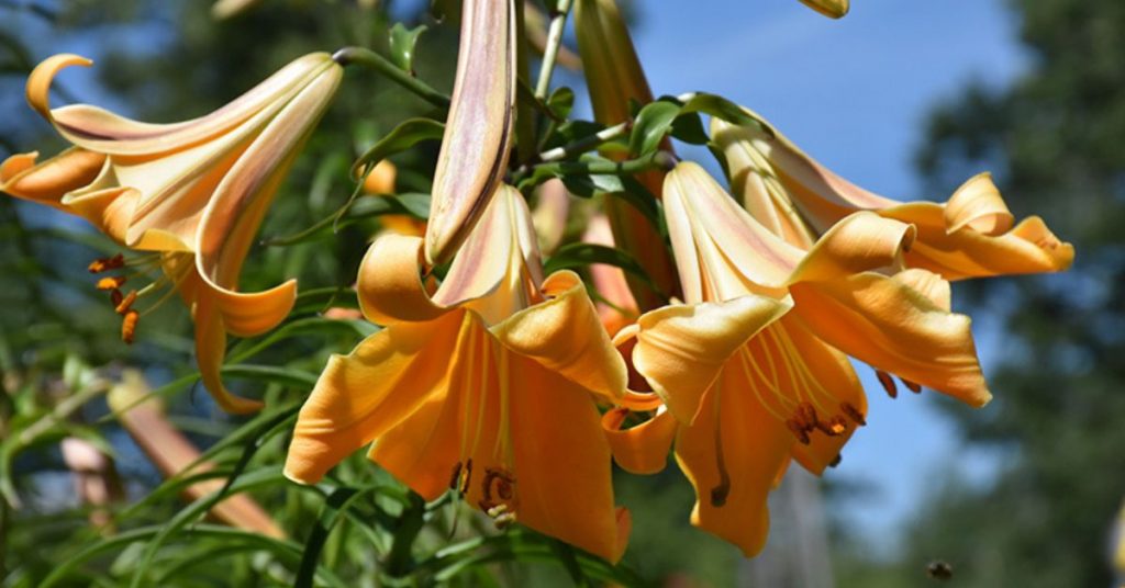 African Queen Lily