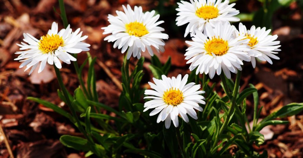 Alpine Aster