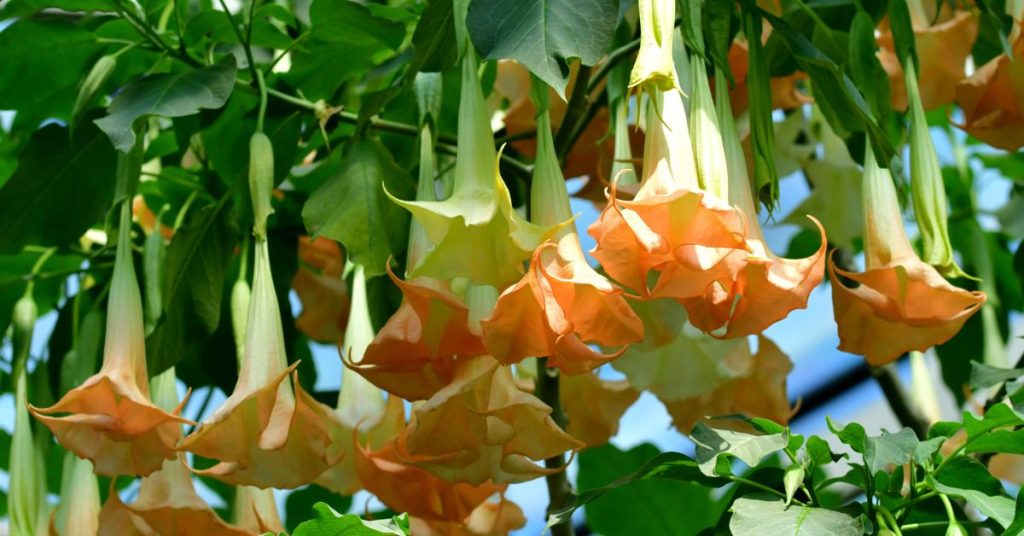 Angel's Trumpet