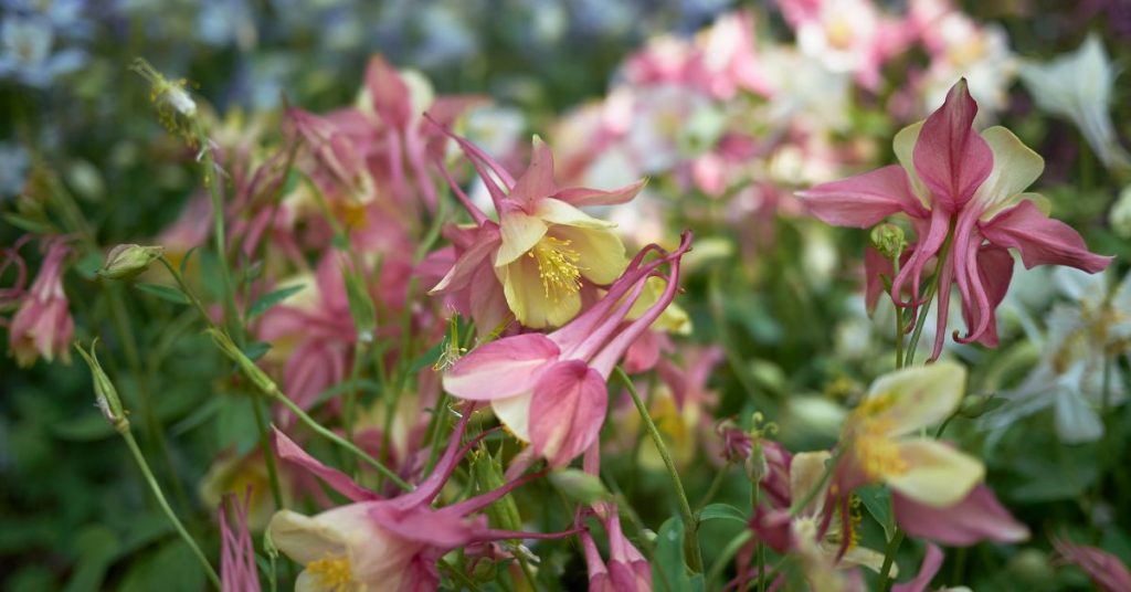Aquilegia