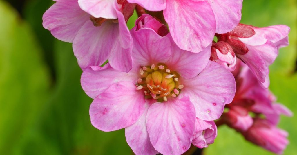 Bergenia