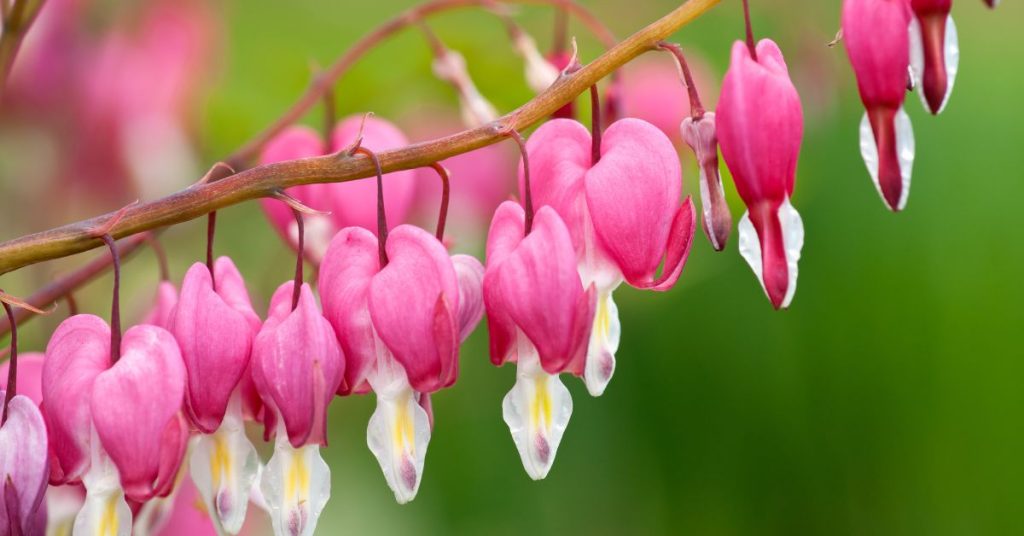 Bleeding Heart
