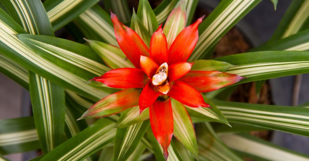 Bromeliads