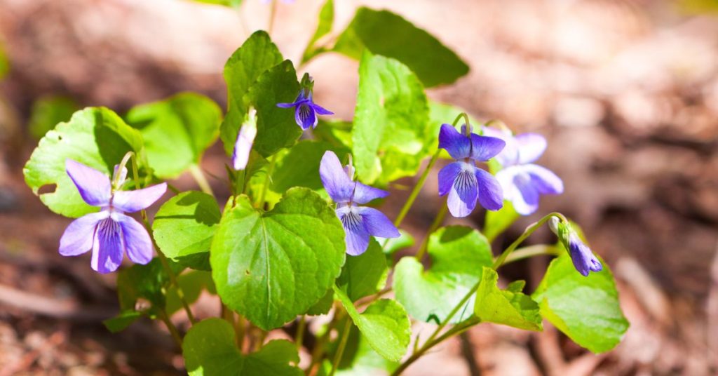 Bush Violet