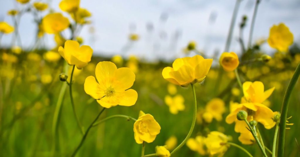 Buttercup