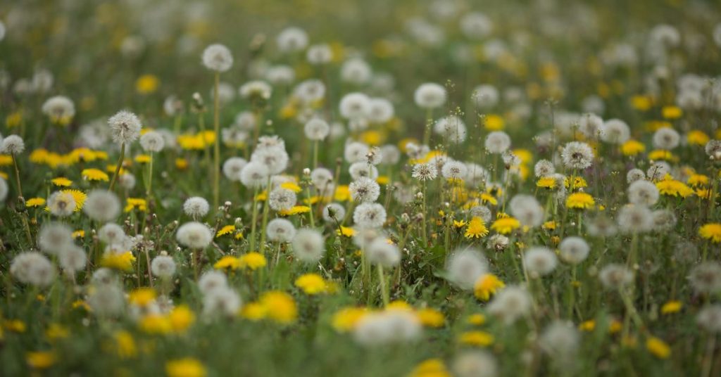 Dandelion