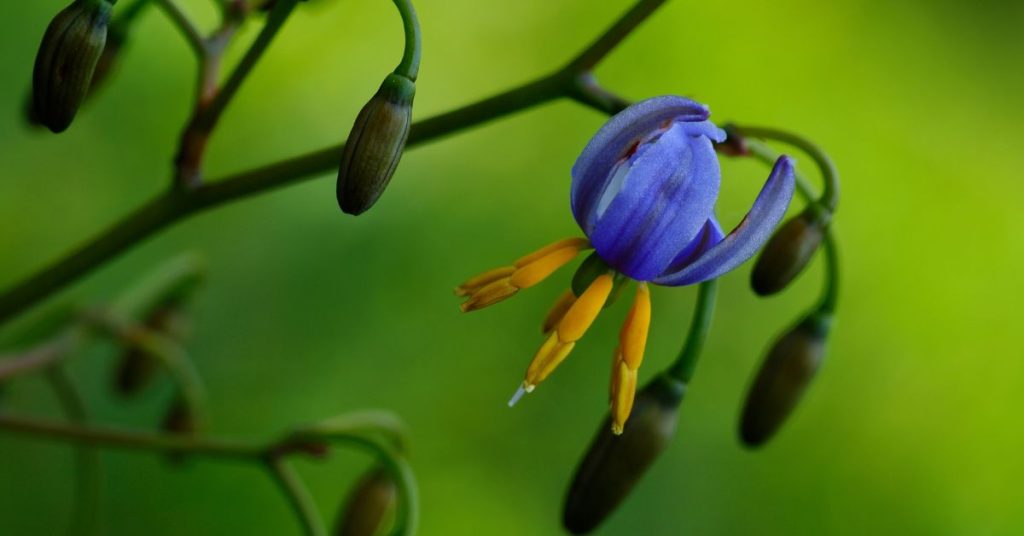 Dianella