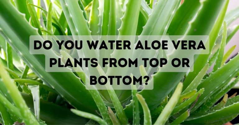 Do You Water Aloe Vera Plants From Top Or Bottom?