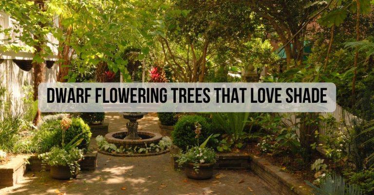 Dwarf Flowering Trees That Love Shade