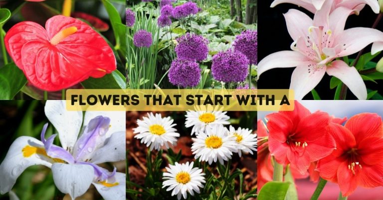 Flowers that Start with A