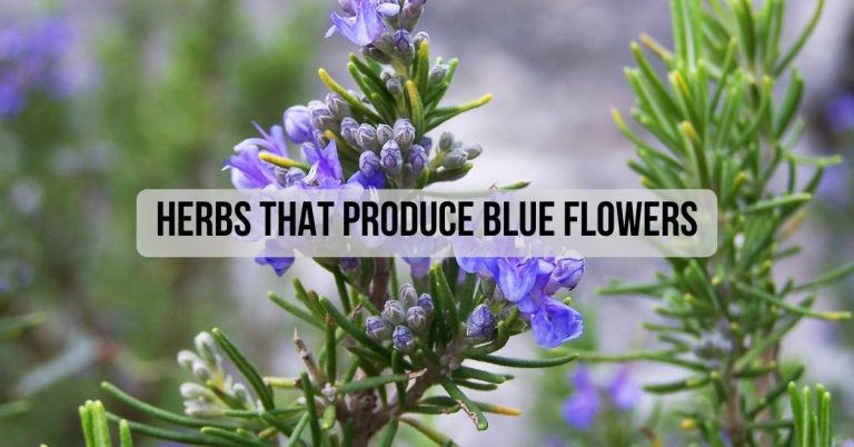 Herbs That Produce Blue Flowers