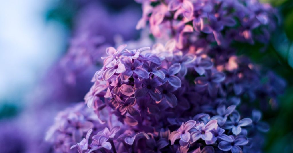 Lilac