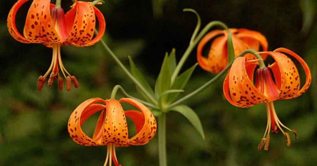 Michigan Lily