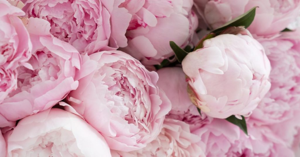 Peonies