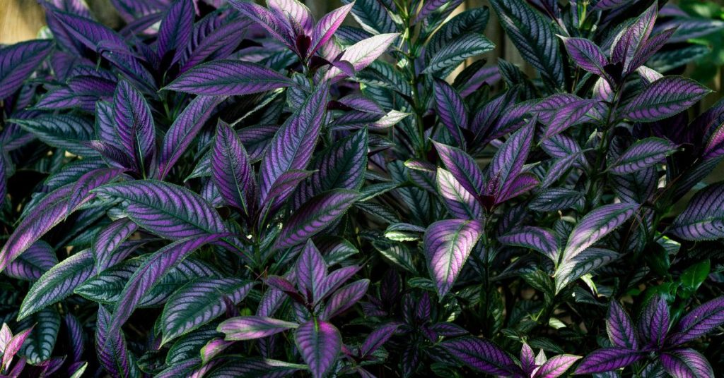 Persian Shield