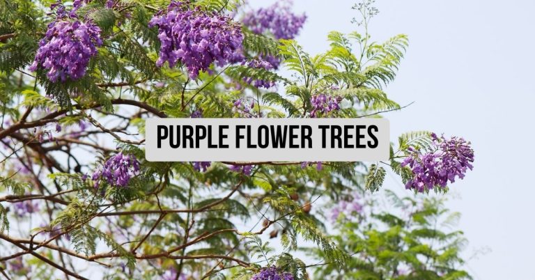 Purple Flower Trees