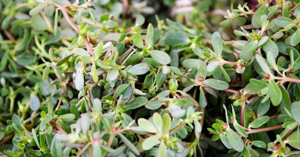 Purslane