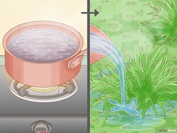 Scald the grass with boiling water.