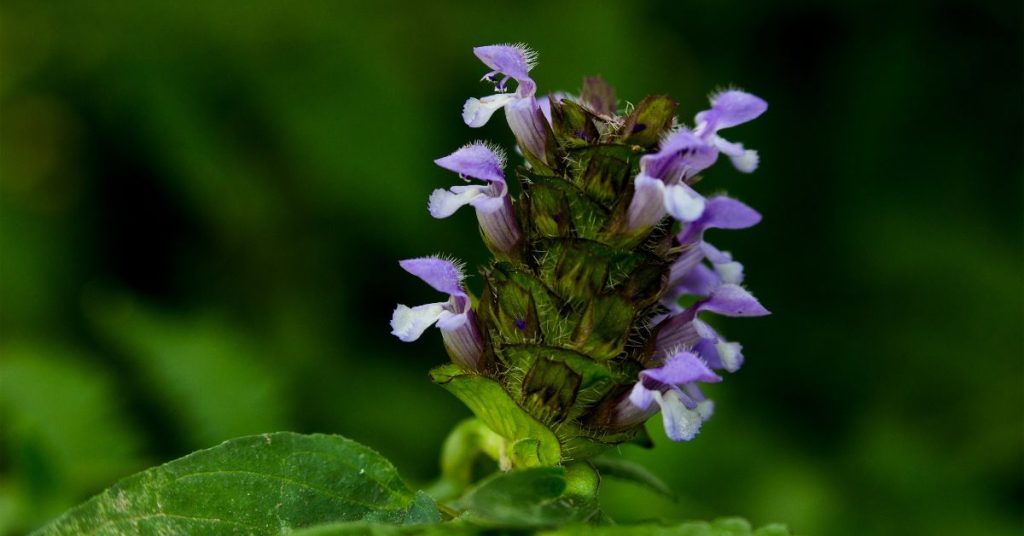 Self-heal