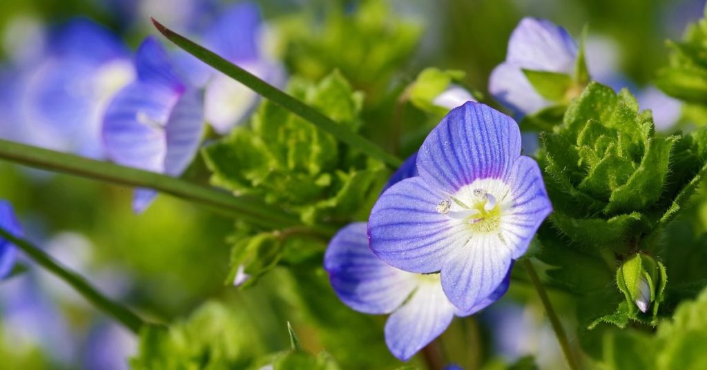 Speedwell