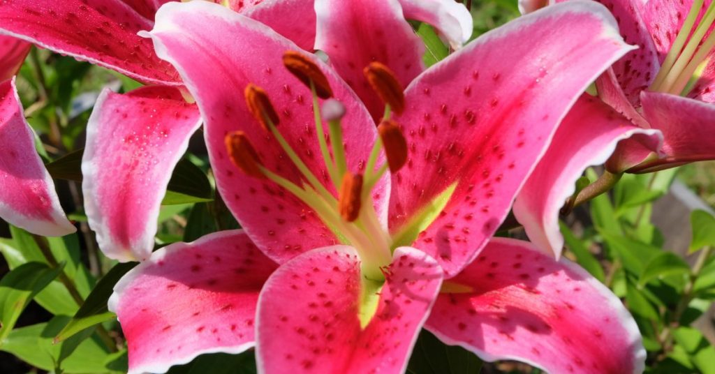 Stargazer lily