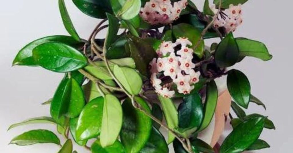 The Wax Plant