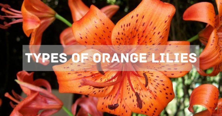 Types Of Orange Lilies