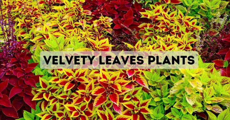 Velvety Leaves Plants