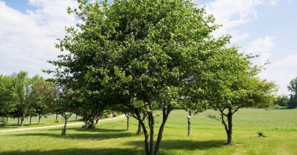 Washington Hawthorn Tree