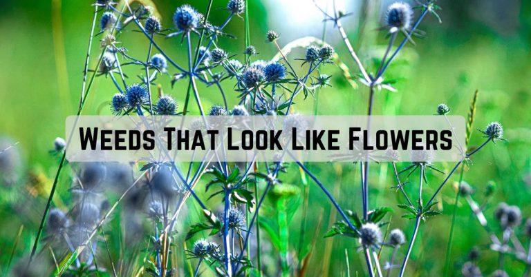 Weeds That Look Like Flowers
