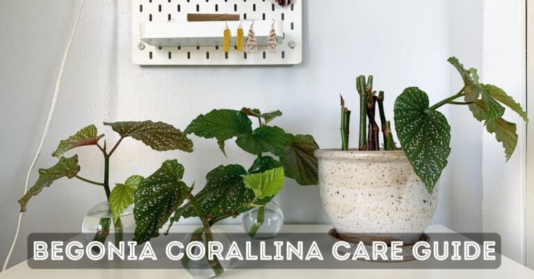 Begonia Corallina