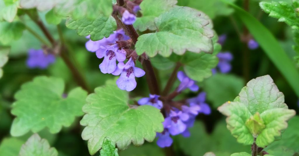 Catnip