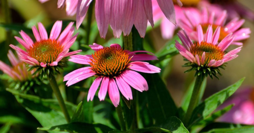 Coneflower