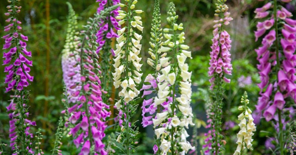Digitalis