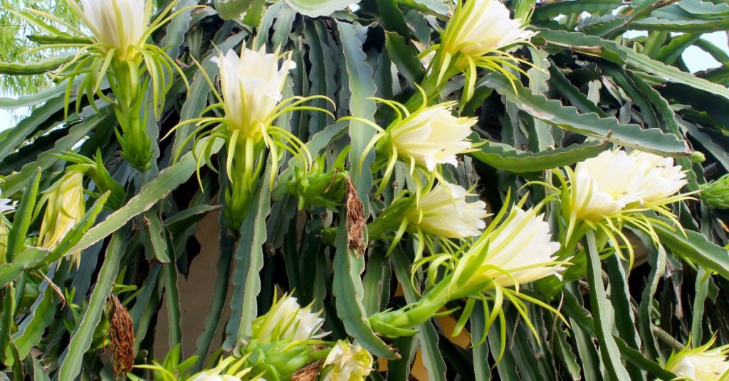 Dragon Flower