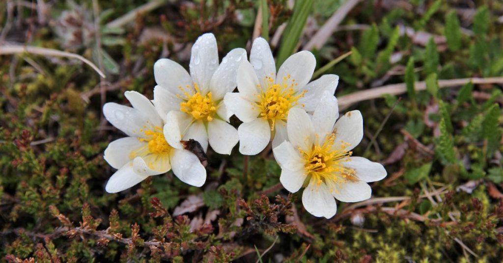 Dryas
