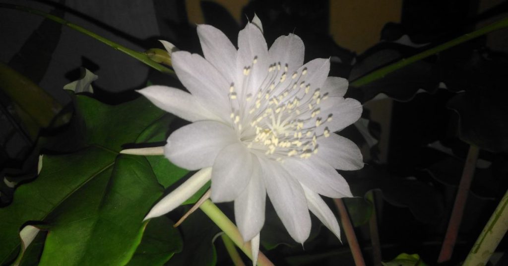 Dutchman’s Pipe Cactus