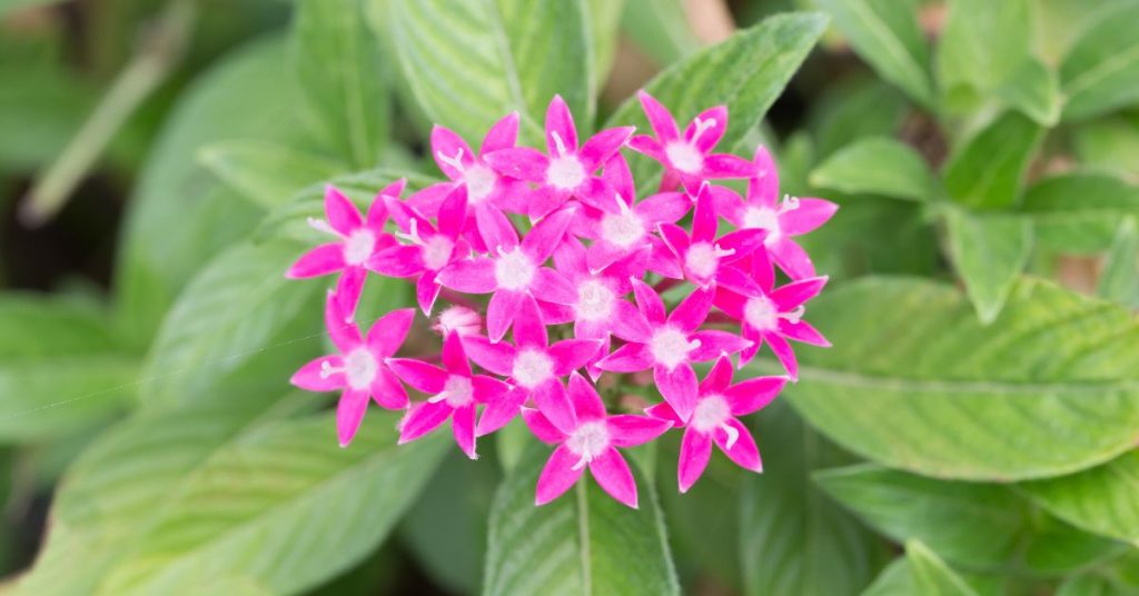 Egyptian Star Flower