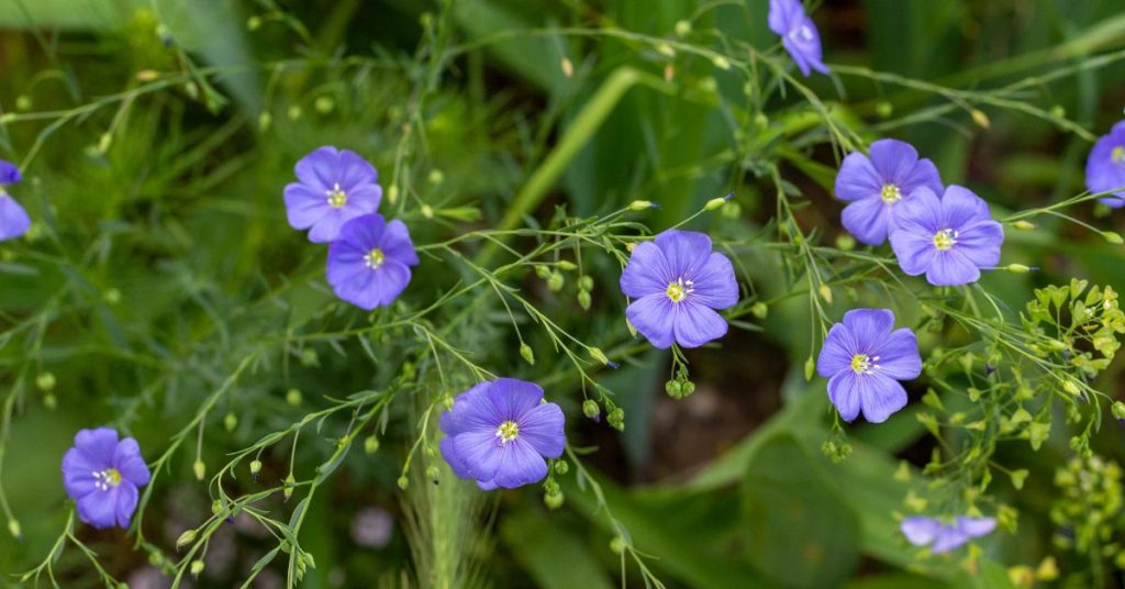 Flax Flower