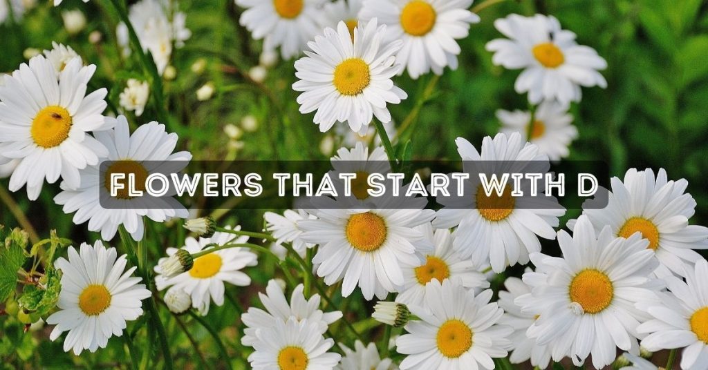 Flowers That Start With D