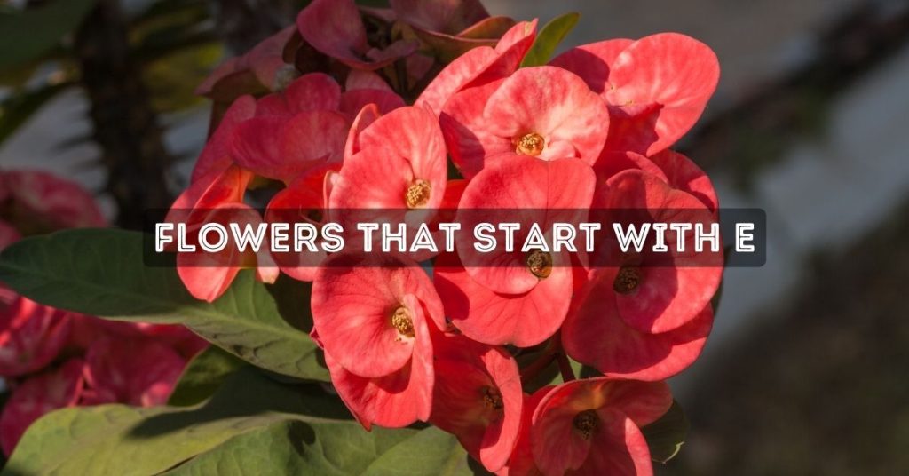 Flowers That Start With E