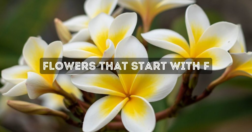 Flowers That Start With F