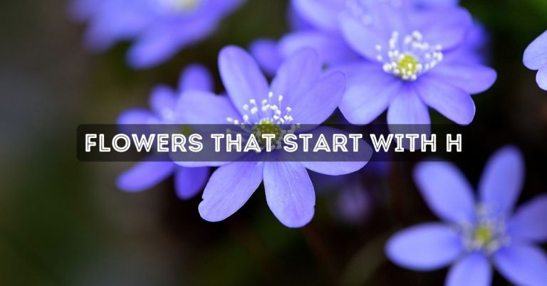Flowers That Start With H