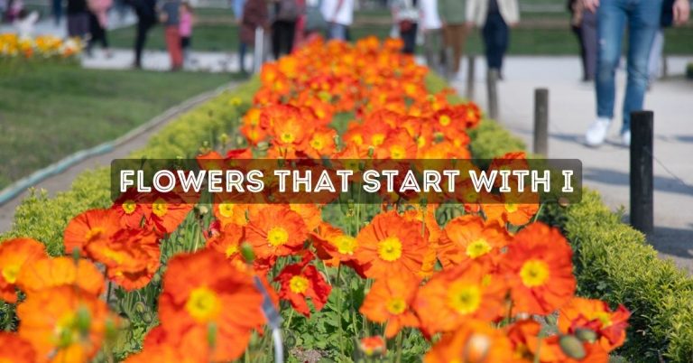 Flowers That Start With I
