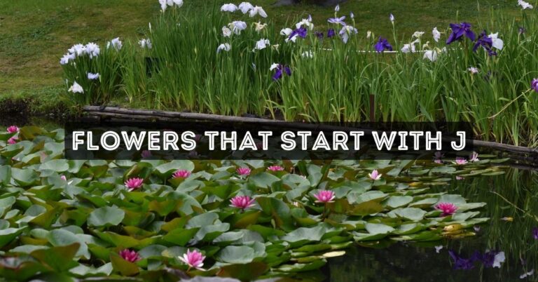 Flowers That Start With J