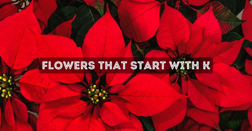 Flowers That Start With K
