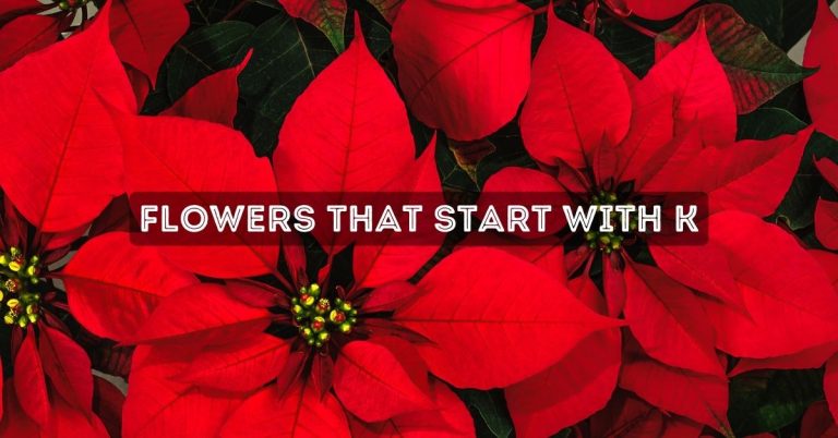 Flowers That Start With K