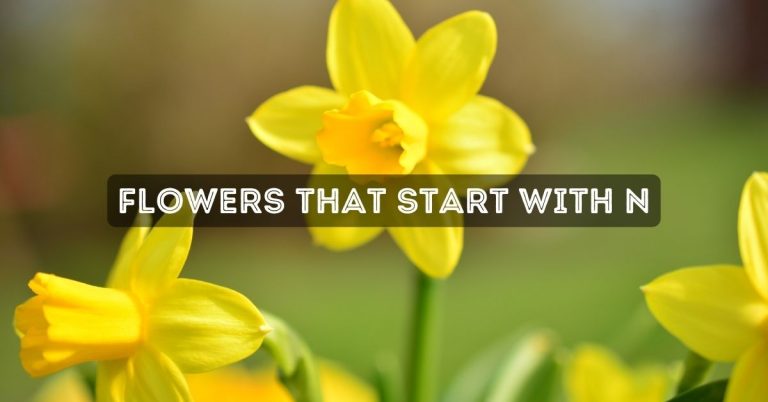 Flowers That Start With N